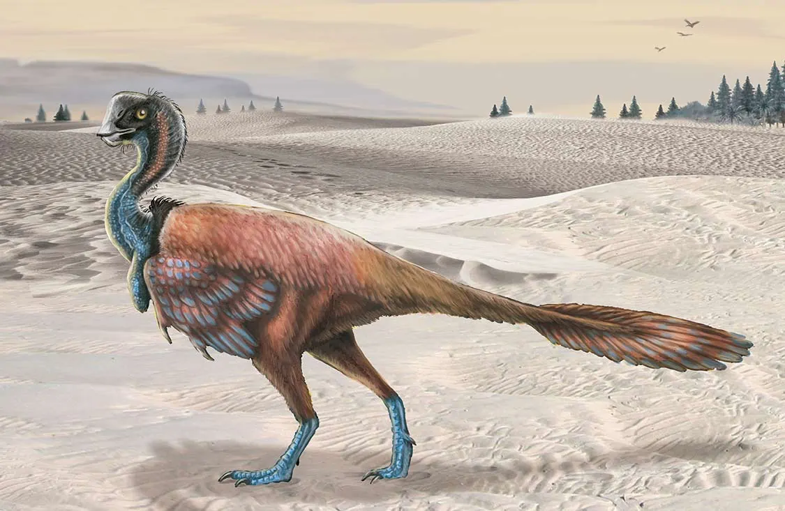 A drawing of an Oviraptor.