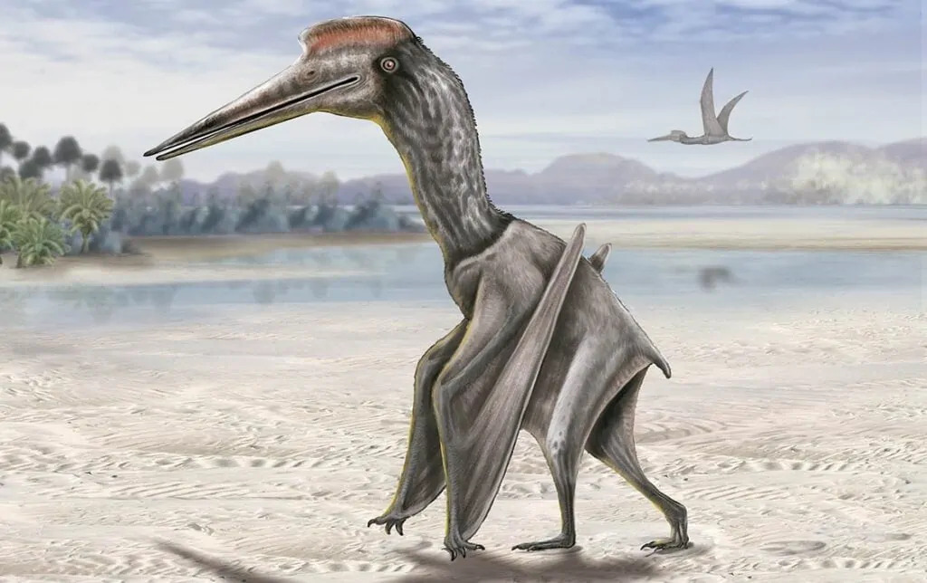 A drawing of a Quetzalcoatlus.